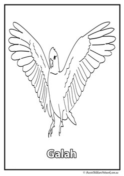 galah australian animal colouring pages colouring worksheets