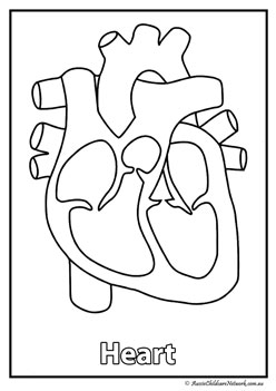 heart  body organ colouring pages human body