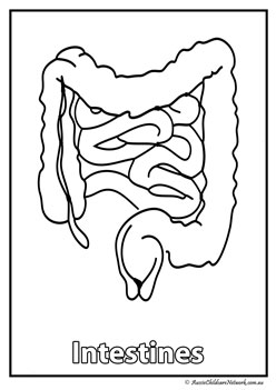 intestines body organ colouring pages human body