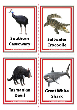 Cassowary, Crocodile, Tassie Devil, Shark