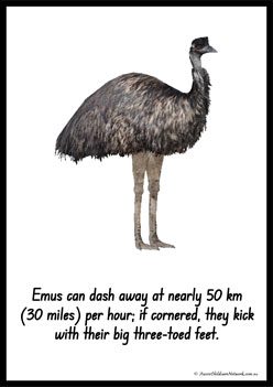 Australian Animal Posters Emu