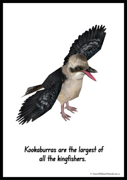 Australian Animal Posters Kookaburra