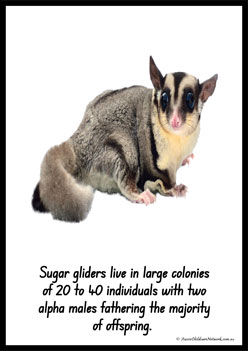 Australian Animal Posters Sugarglider