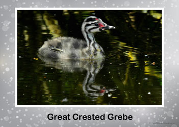 Aussie Birds Posters 6, great crested grebe