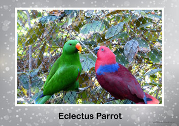 Aussie Birds Posters 9, eclectus parrot