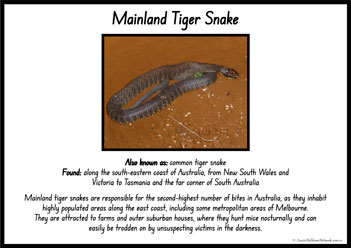 Australian Snakes Information Posters 3