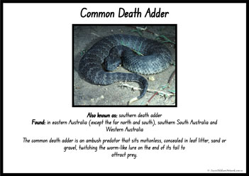 Australian Snakes Information Posters 9