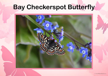 Butterfly Posters Bay Checkerspot Butterfly