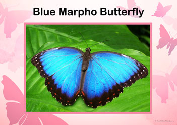 Butterfly Posters Blue Marpho Butterfly