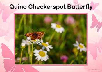 Butterfly Posters Quino Checkerspot Butterfly