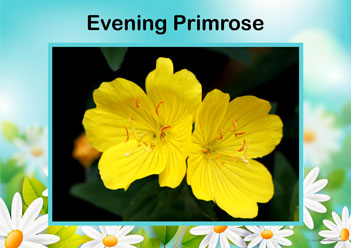 Flower Posters Eveningprimrose, lower identification posters, flower posters for display, individual flower posters, flowers in nature posters, identifying flowers posters, flower learning for children posters