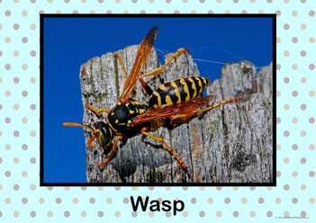 Insect Bugs Posters Wasp, insect bug posters, creepy crawly posters, learning insects posters, learning bugs posters, identifying bugs posters, identify insects posters