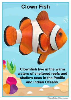 Facts Posters Clownfish