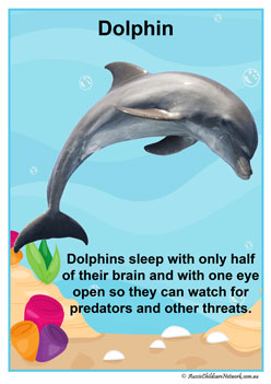 Facts Posters Dolphin