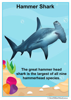Facts Posters Hammershark