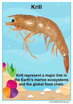 Facts Posters Krill