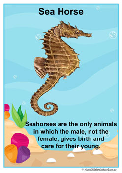 Facts Posters Seahorse