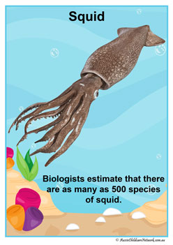Facts Posters Squid