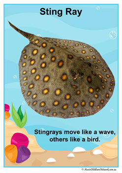 Facts Posters Stingray