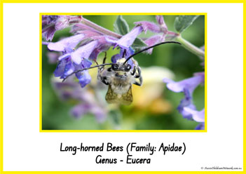 Type Of Honey Bee 11