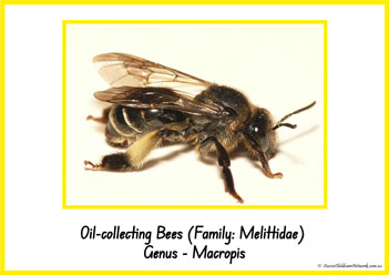 Type Of Honey Bee 23