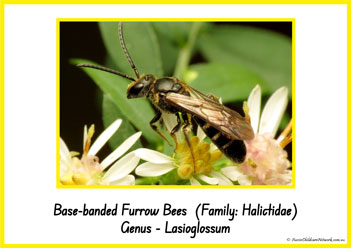 Type Of Honey Bee 25