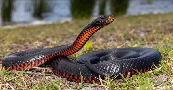 Red Bellied Black Snake Found Hiding Behind Child's Ba