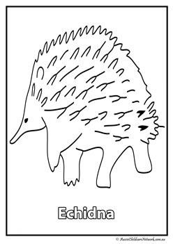 echidna australian animal colouring pages colouring worksheets