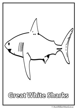 great white sharks australian animal colouring pages colouring worksheets