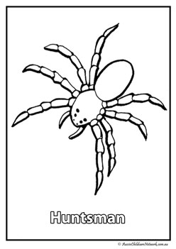 huntsman australian animal colouring pages colouring worksheets