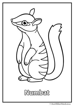 numbat australian animal colouring pages colouring worksheets
