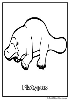 platypus australian animal colouring pages colouring worksheets
