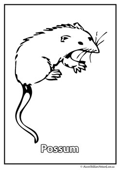 possum australian animal colouring pages colouring worksheets