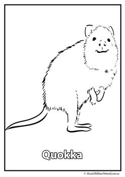 quokka australian animal colouring pages colouring worksheets
