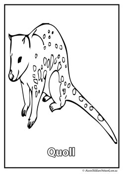 quoll australian animal colouring pages colouring worksheets