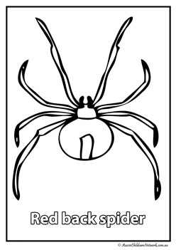 red back spider australian animal colouring pages colouring worksheets