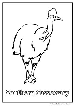 southern cassowary australian animal colouring pages colouring worksheets