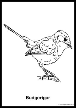 Bird Colouring Pages 10