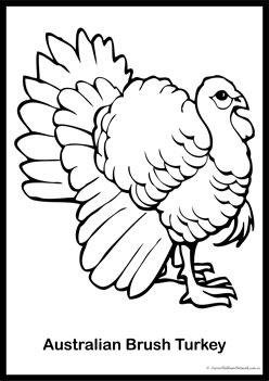 Bird Colouring Pages 3