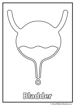 bladder body organ colouring pages human body
