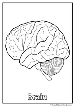 brain  body organ colouring pages human body