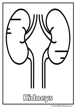 kidneys  body organ colouring pages human body