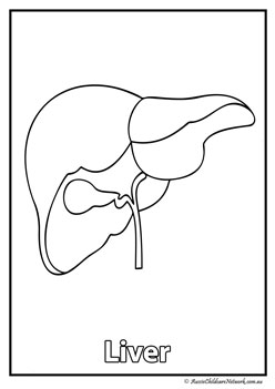 liver  body organ colouring pages human body