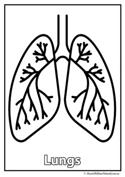 lungs  body organ colouring pages human body