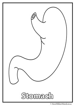 stomach  body organ colouring pages human body