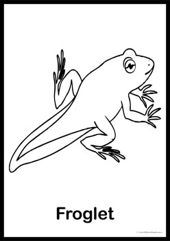 Lifecycle Frog Colouring Pages 4, frog lifecycle stages