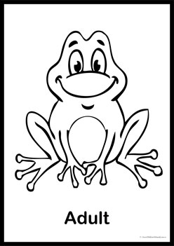 Lifecycle Frog Colouring Pages 5, colouring kids frog theme