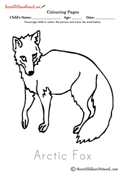 coloring pages arctic fox