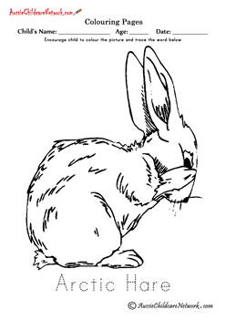 arctic hare colouring pages