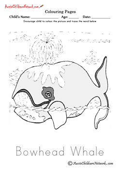 polar animals bowhead whale coloring pages